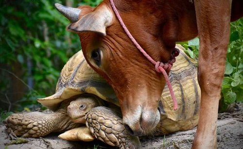 Трогательная дружба черепахи и коровы (7 фото)