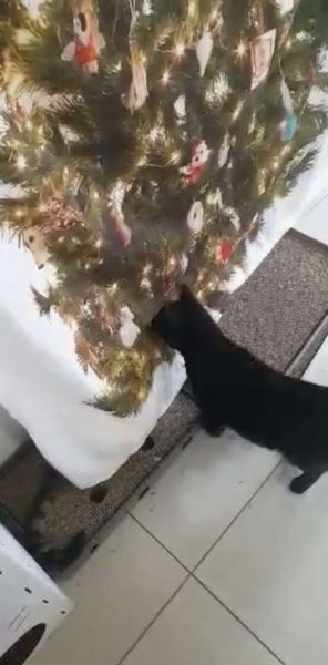 Кошка не понимает, почему она не может сбить очень странное «дерево» (5 фото)