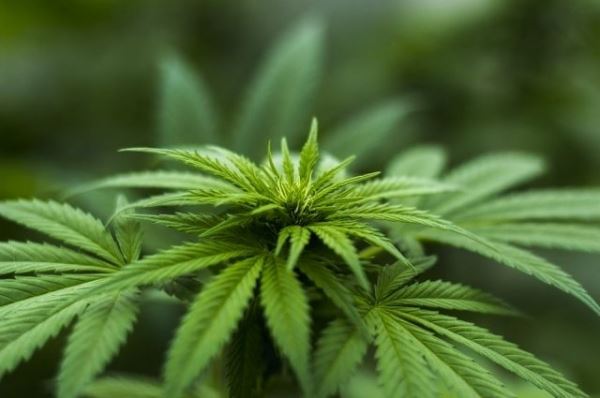 Власти Багамских островов намерены легализовать употребление марихуаны