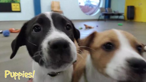 В этом приюте для животных собакам позволили самим выбрать себе рождественские подарки, и пёсели счастливы (13 фото + видео)