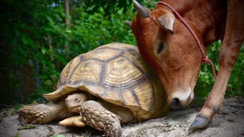 Трогательная дружба черепахи и коровы (7 фото)
