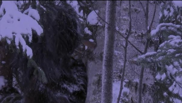 Бигфута сняли в канадском национальном парке