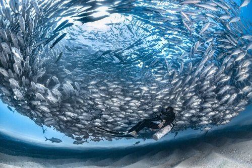 Победители конкурса подводной фотографии Ocean Art 2019 (24 фото)