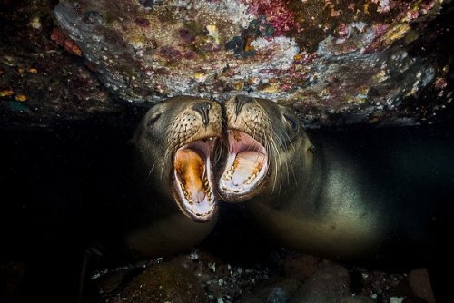 Победители конкурса подводной фотографии Ocean Art 2019 (24 фото)