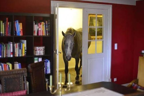 В дом к мужчине забрела незнакомая лошадь и стала вести себя как у себя дома (3 фото)